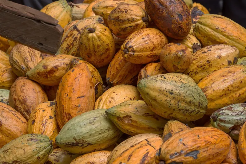 Ripe cocoa pods, Ghana