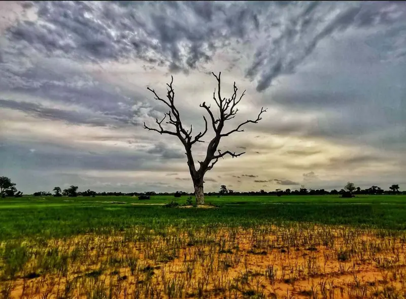 A lone tree in the northern savanna
