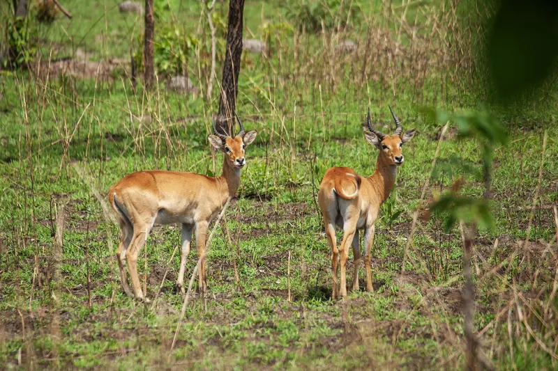 Bohor reedbucks in Mole National Park