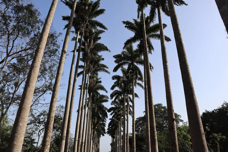 Aburi Botanical Gardens