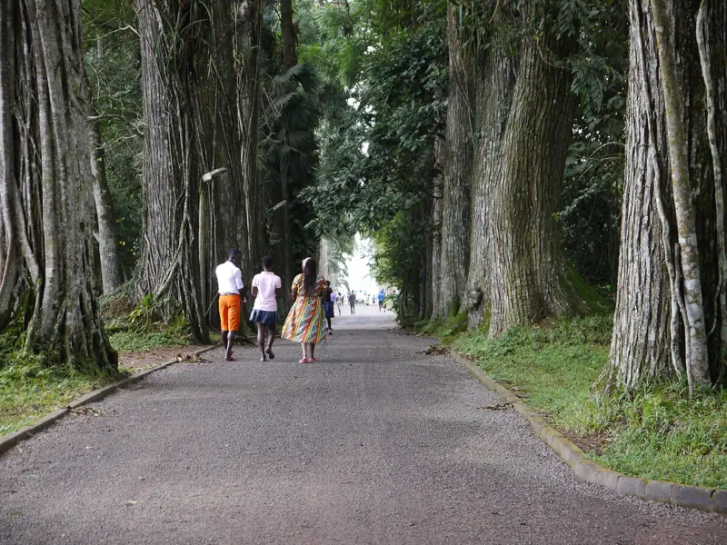 The avenue of palms at Aburi Botanical Gardens
