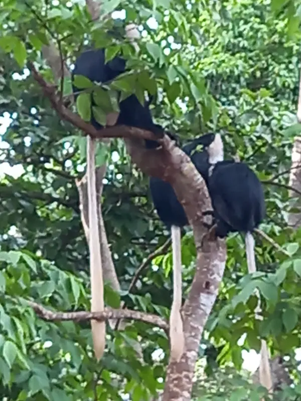 Black-and-white colobus monkeys at Boabeng-Fiema