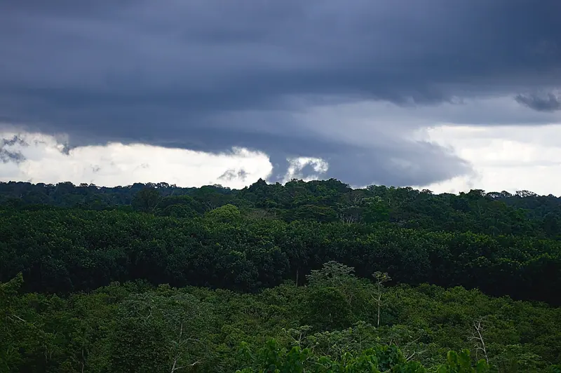 Ankasa's rainforest from above