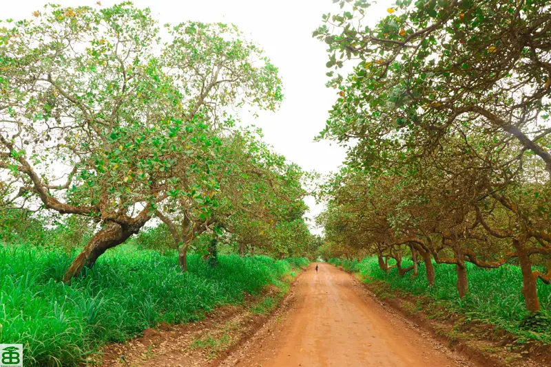 Mim Cashew & Agricultural Products