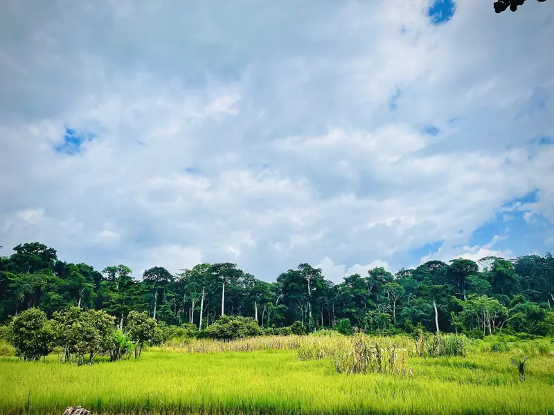 Bia National Park beside a rice farm