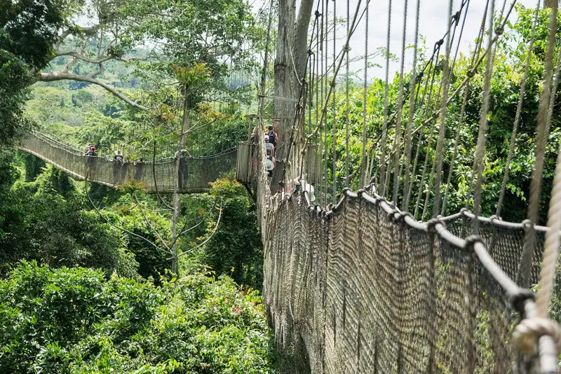 The canopy walkway at Kakum