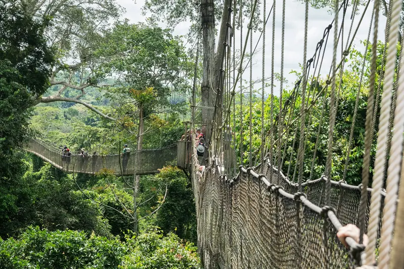 Crossing Kakum's canopy walkway