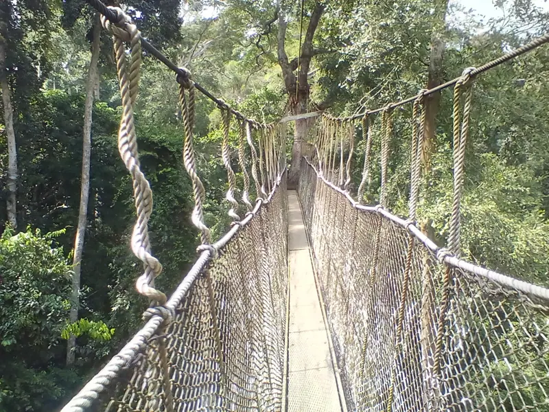 Kakum's canopy walkway through the treetops