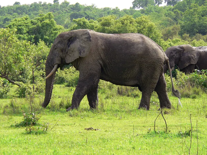 An elephant in Mole National Park