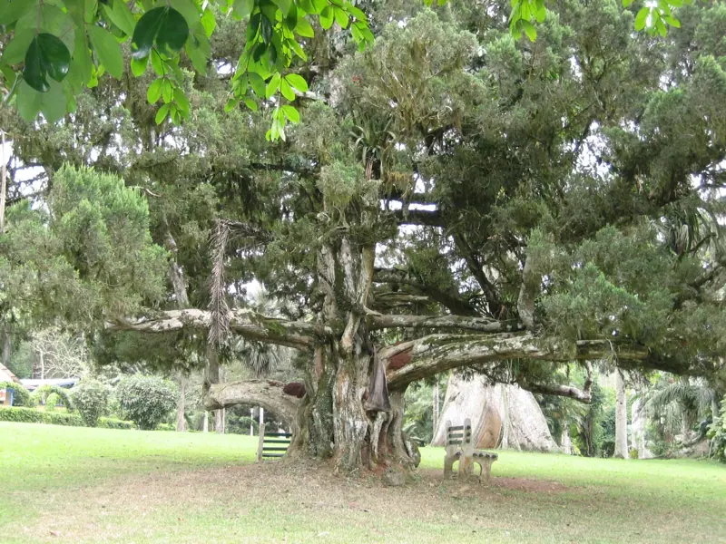 An old tree in Aburi Botanical Gardens