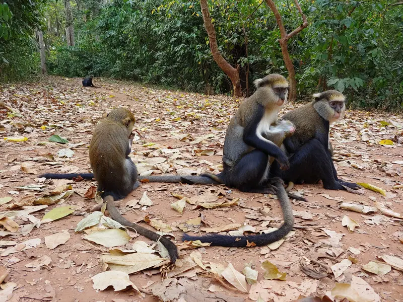A mona monkey at Boabeng-Fiema