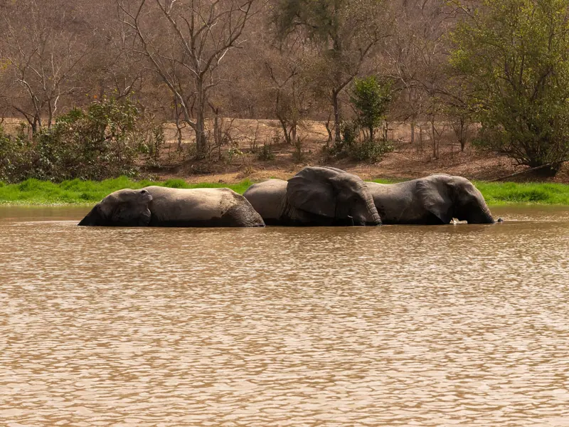 Elephants bathing in Mole National Park