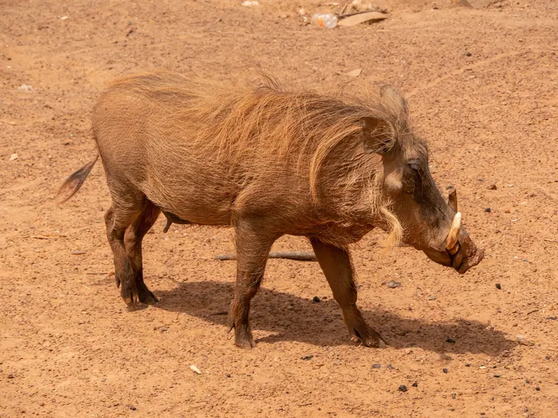 A warthog in Mole National Park
