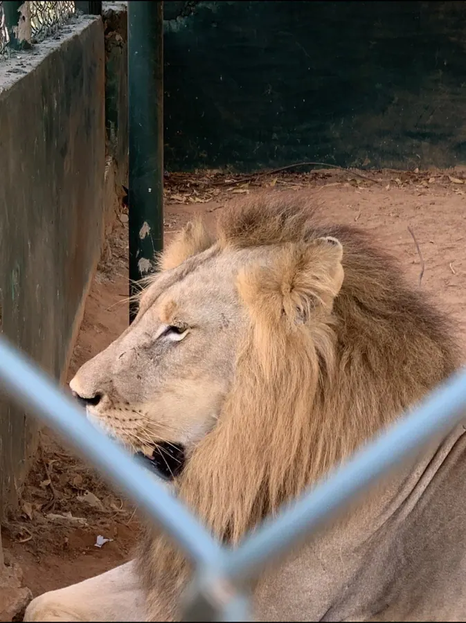 A lion at the Accra Zoo, Achimota
