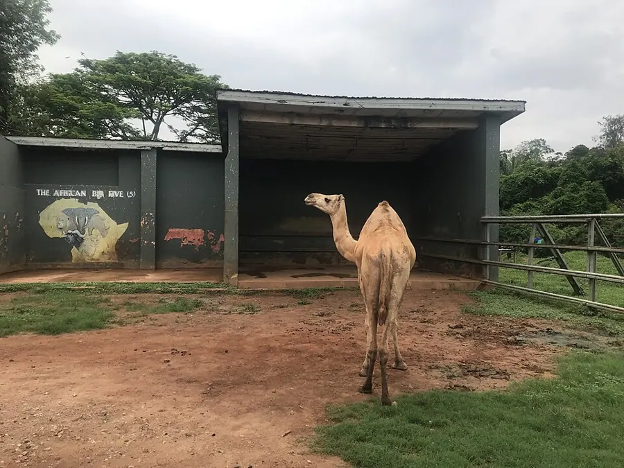 A camel at Kumasi Zoo