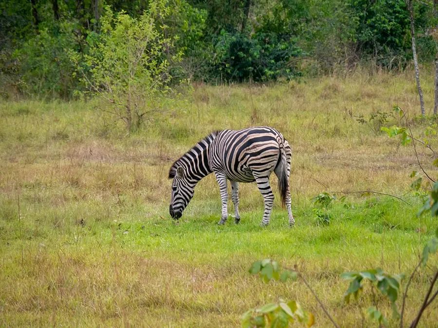 A zebra at Shai Hills