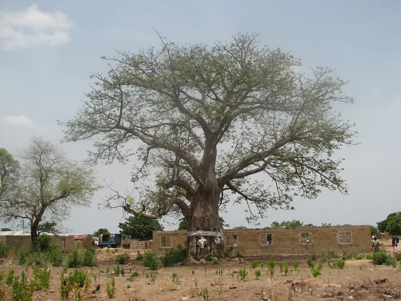 The slave market tree at Salaga