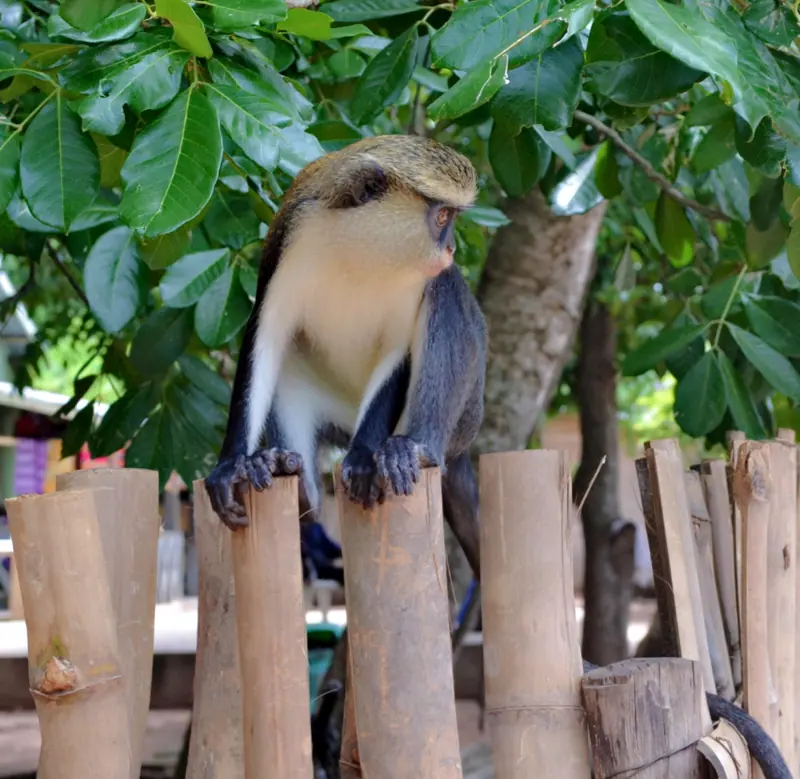 A mona monkey at Tafi Atome