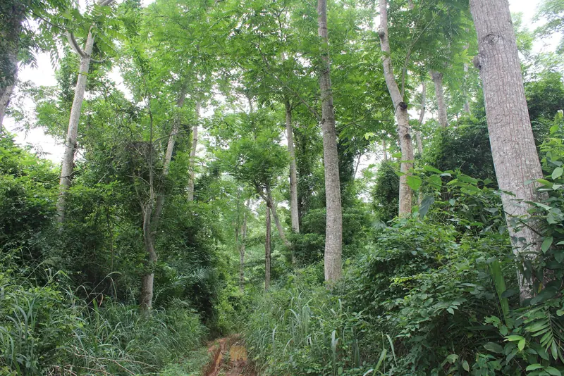 Tano Offin Forest Reserve