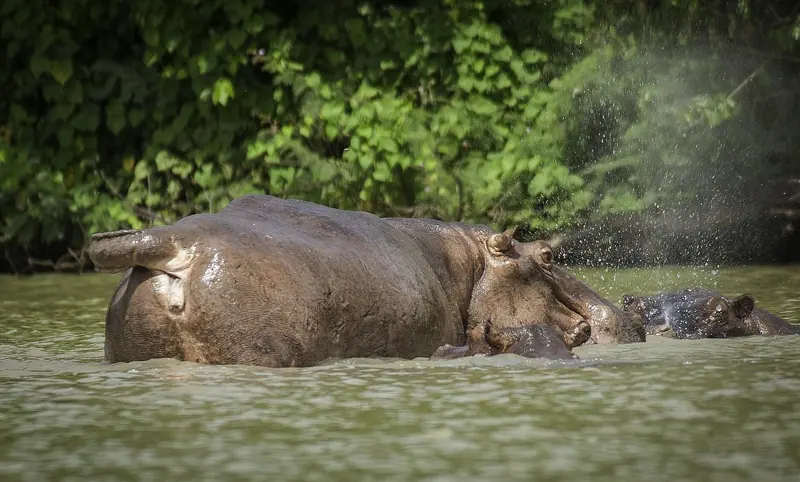 A hippo in the Black Volta at Wechiau