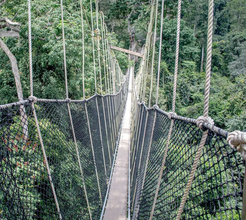 The canopy walkway at Kakum