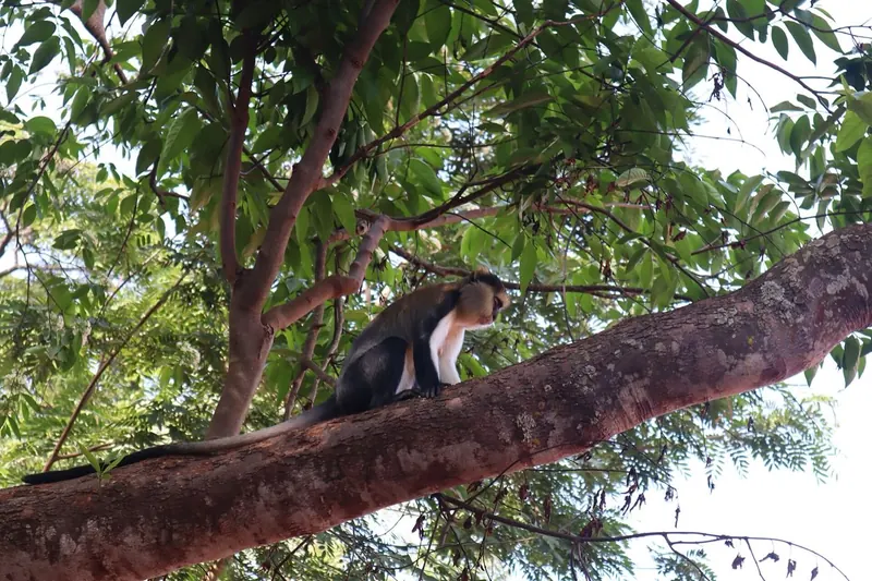 Boabeng-Fiema Monkey Sanctuary, Bono Region
