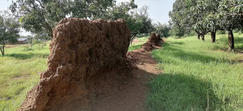 Naa Jaringa wall, Gambaga, North East Region