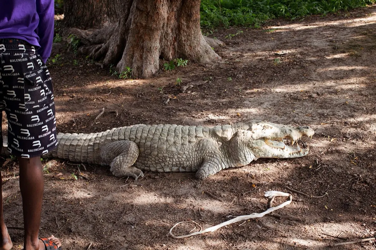 A crocodile at the Paga pond